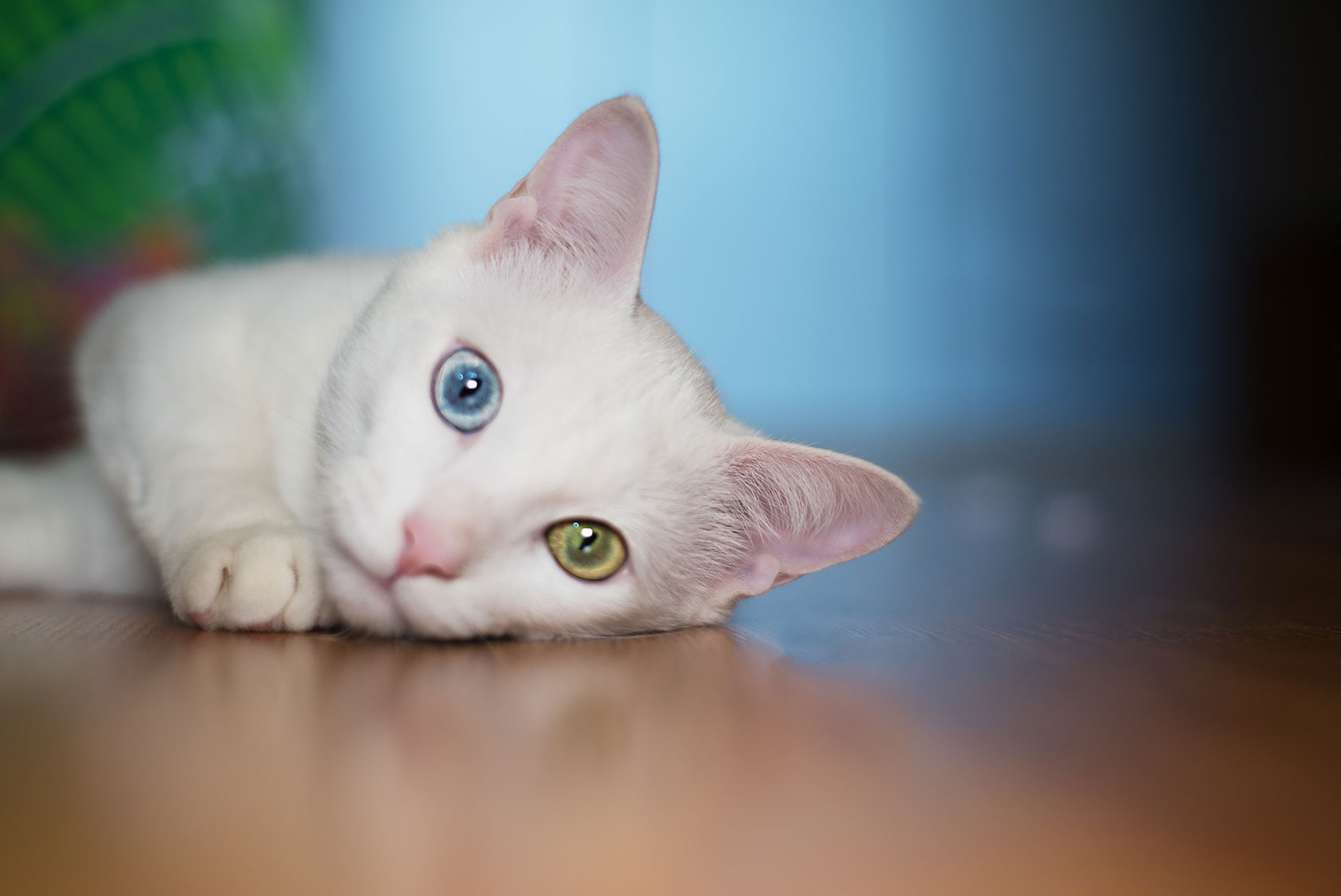 Biela mačka s heterochrómiou